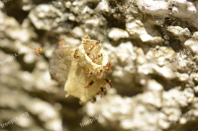 Bees Hive Close Free Photos