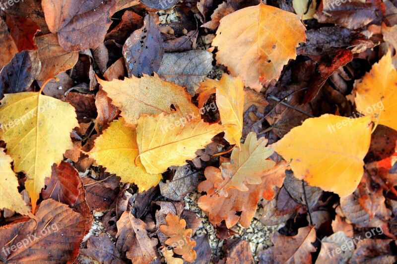 Leaves Autumn Fallen Moldy Wet