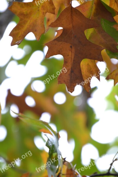 Autumn Leaves Encino Oak Foliage