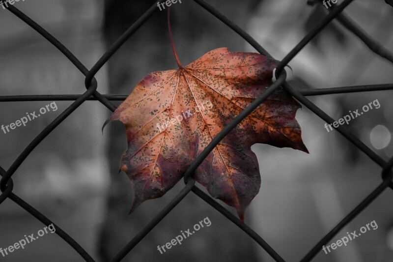 Leaf Fence Network Autumn Freedom