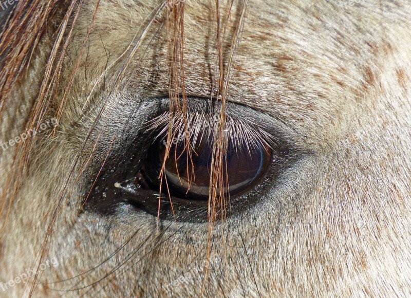 Horse Pure Arab Blood Eye Look Free Photos