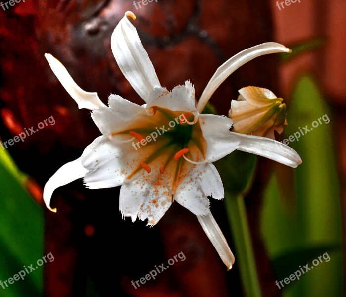 Flower Pedals White Garden Free Photos