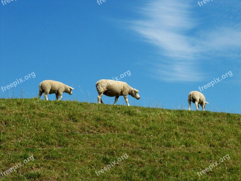 Sheep Lambs Netherlands Livestock Agriculture