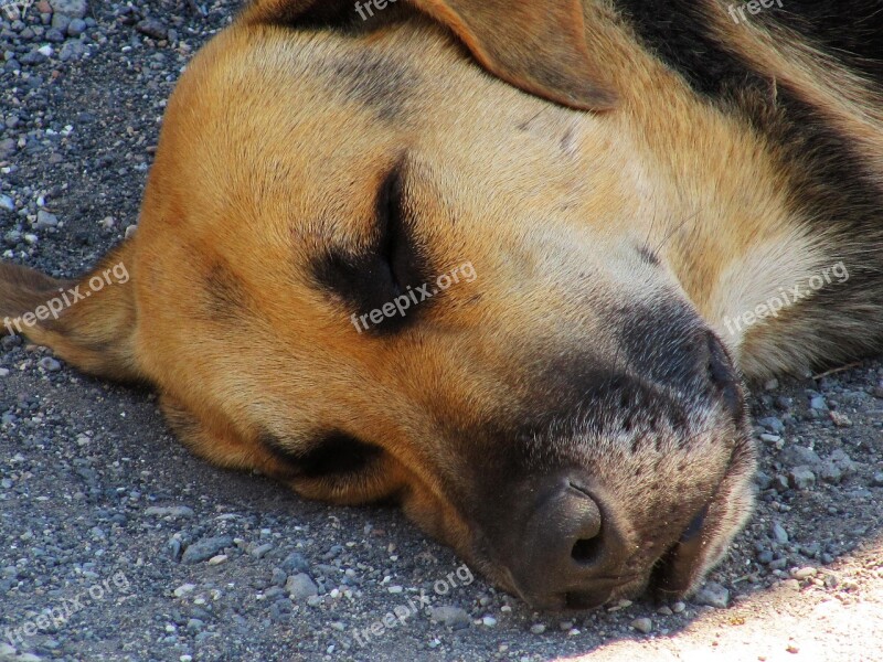 Dog Sleep Nap Pompeii Sleeping