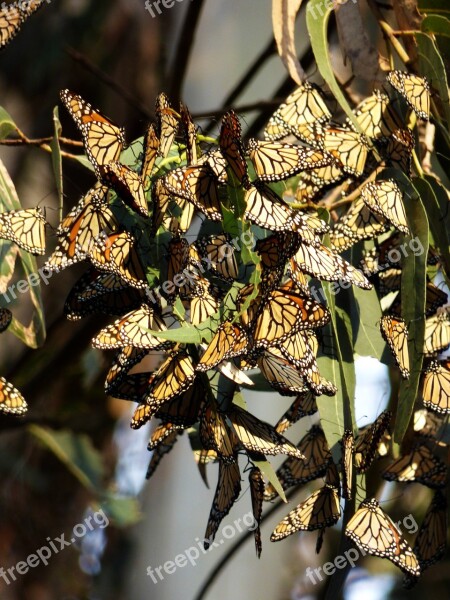 Butterflies Monarch Santa Cruz Insect Wildlife