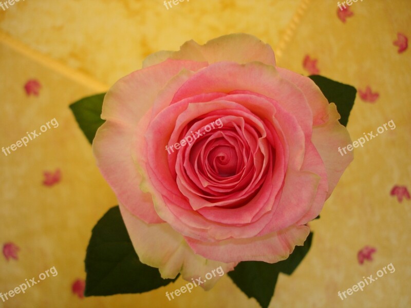 Rose Flower Pink Pale Petals