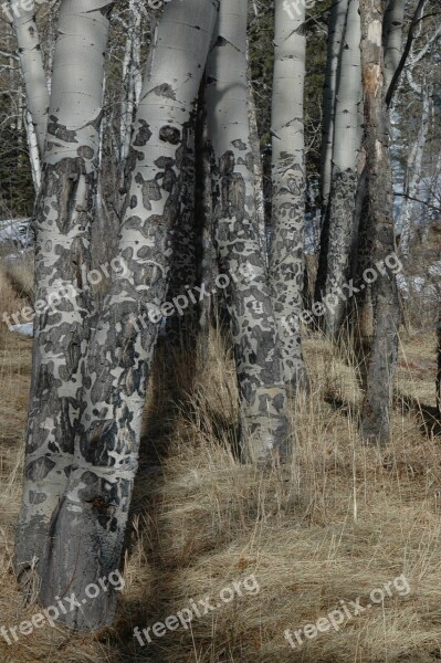 Aspen Trees Grove Colorado Free Photos