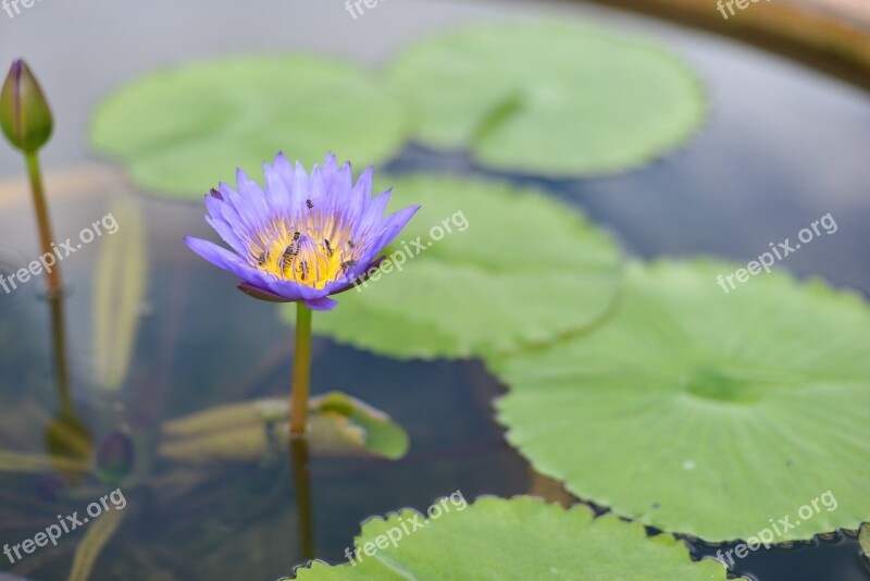 Water Lily Lotus Flower Flowers Lily Pads