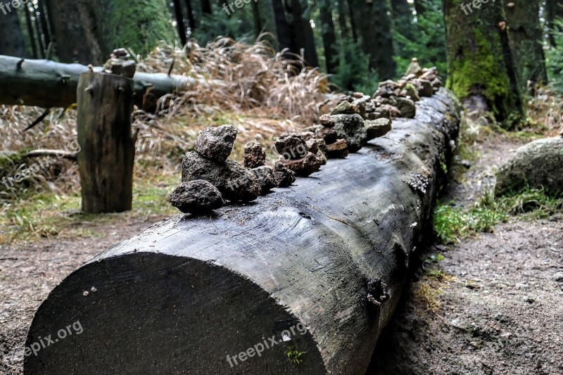 Rituals Forest Nature Nature Reserve Tree Stump