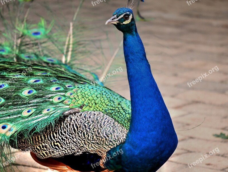 Peacock Colourful Bird Nature Free Photos