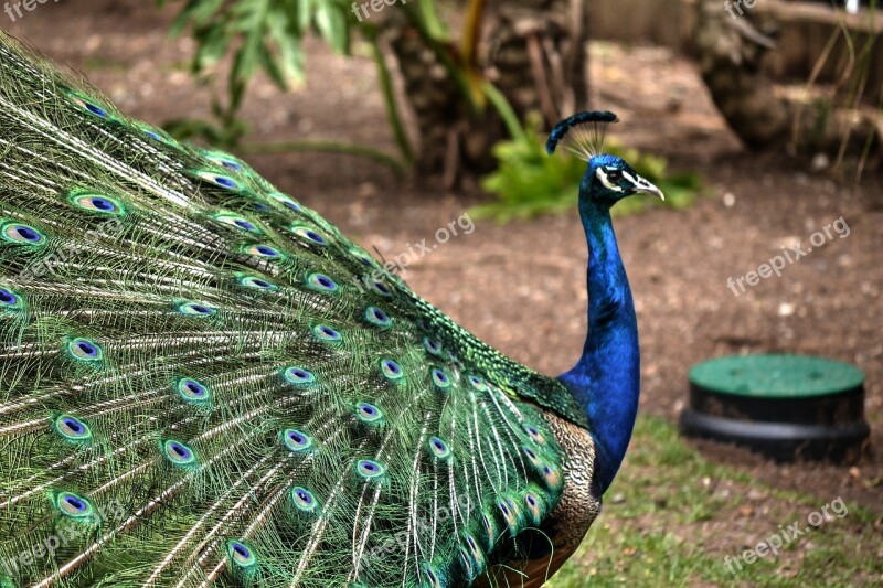 Peacock Colourful Bird Nature Free Photos