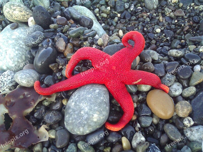 Sea Star Red Rocks Stones Nature