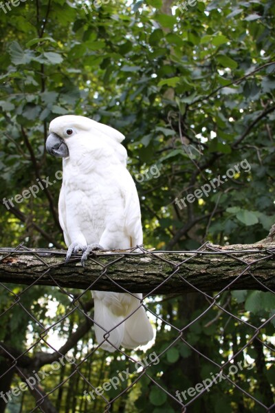 Parrots Kakadu Bird Nature White