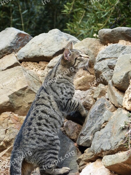 Cat Stalking Climb Feline Free Photos