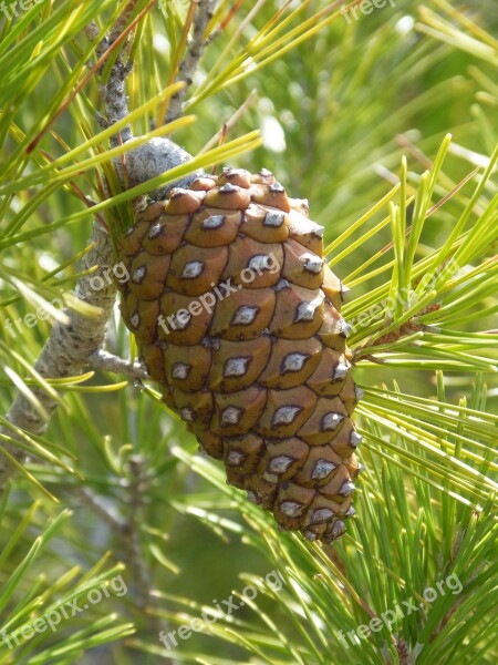 Pineapple Pine Pinnace Free Photos