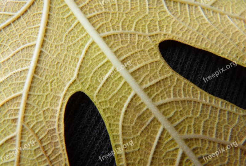 Leaf Yellow Leaf Fig Tree Texture Background