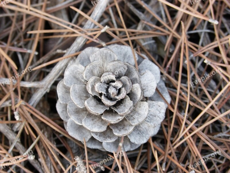 Pineapple Pinnace Forest Plant Architecture Free Photos