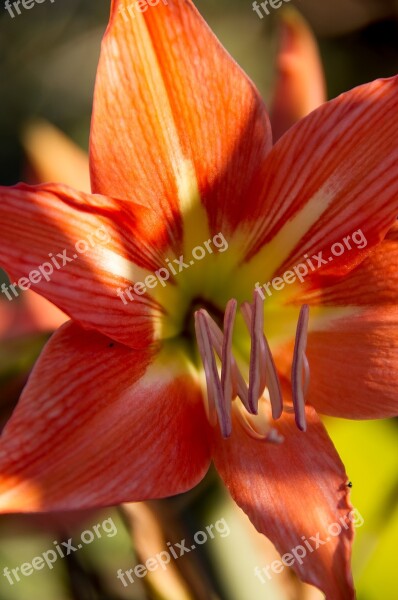 Flower Bloom Hippeastrum Orange Bright