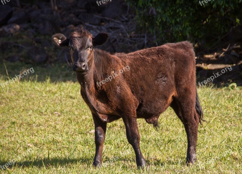 Cow Calf Cattle Stock Brown