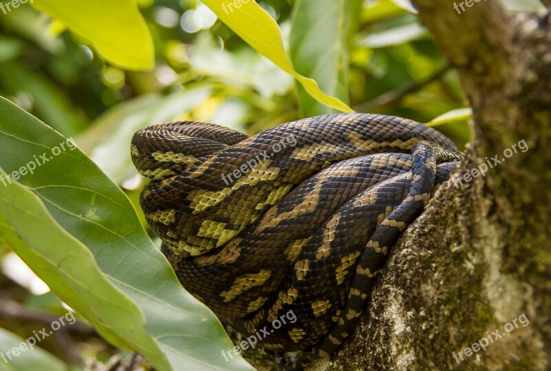 Carpet Python Snake Python Coiled Close-up