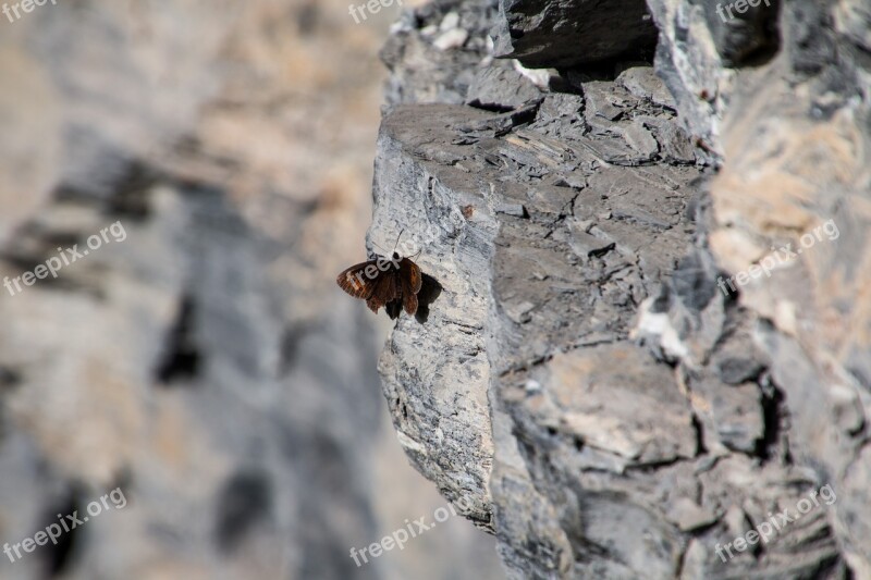 Butterfly Rock Wall Rock Free Photos