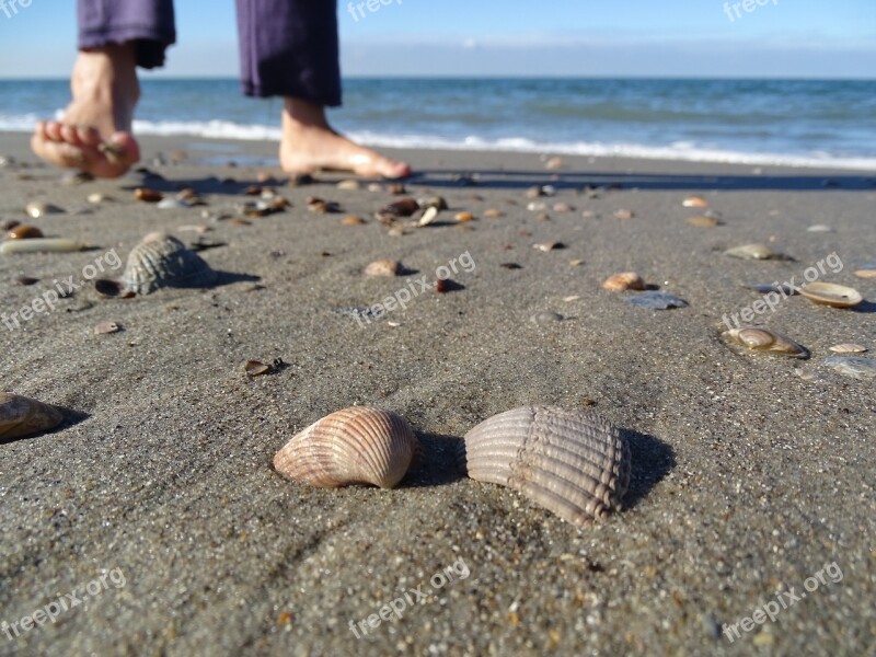 Sea Beach Shell Mussel Shells North Sea