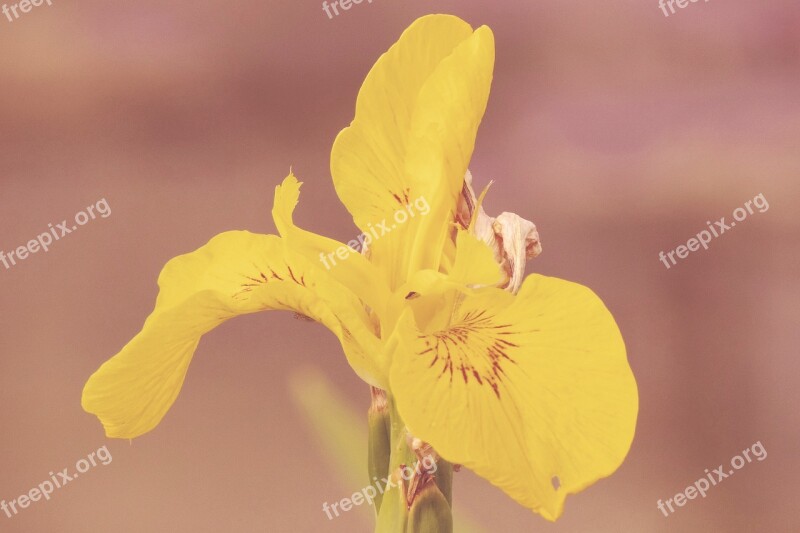 Vintage Blossom Bloom Flowers Daylily