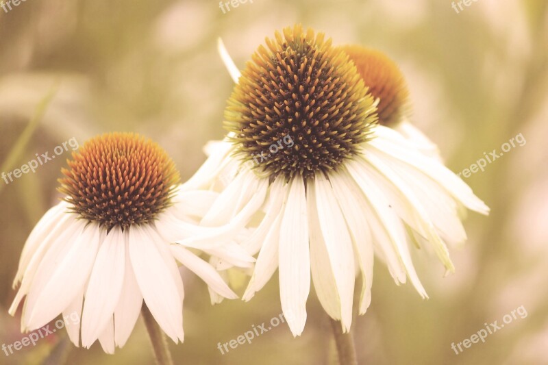 Vintage Blossom Bloom Flowers Coneflower