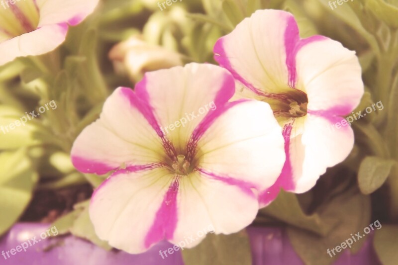 Vintage Blossom Bloom Flowers Petunia