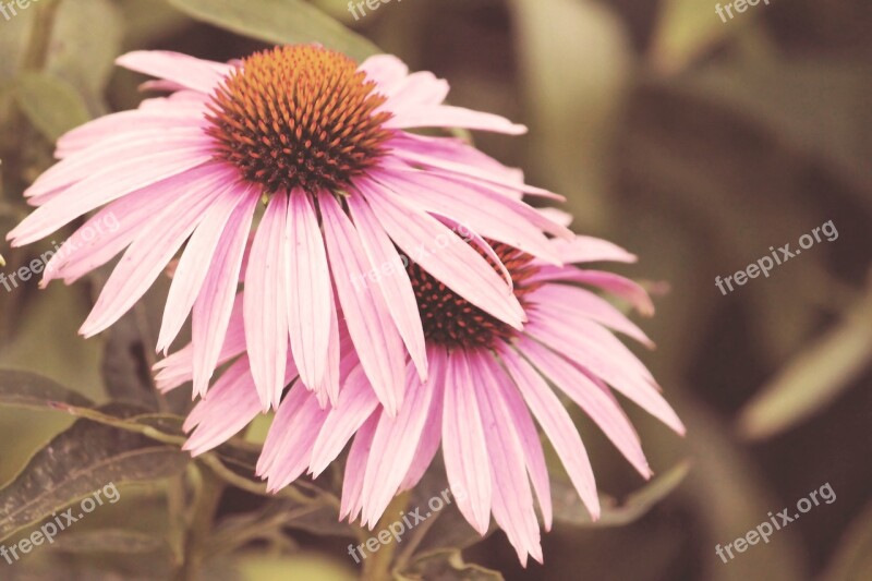 Vintage Blossom Bloom Flowers Coneflower