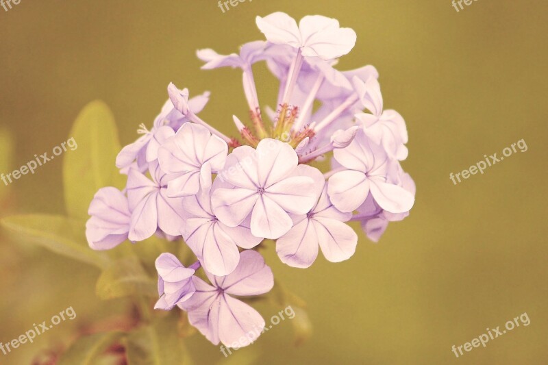 Vintage Blossom Bloom Flowers Phlox