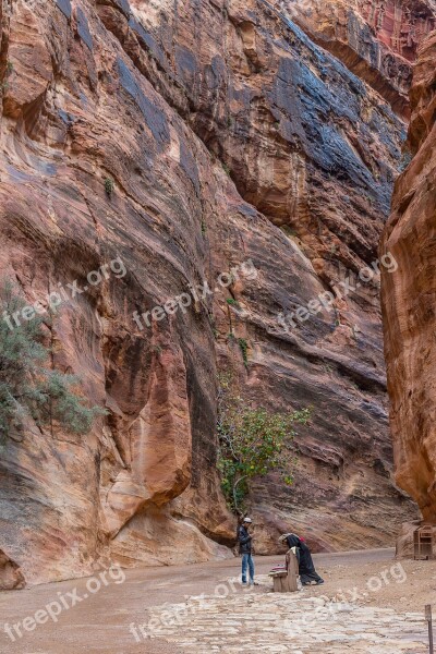 Jordan Petra Desert Stone Tree