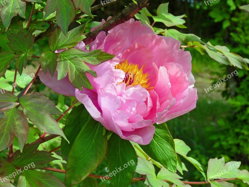 Flower Peony Pink Spring Garden