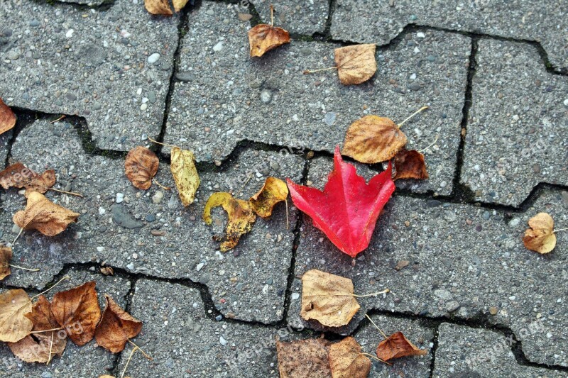 Autumn Leaves Fall Foliage Colorful Rush