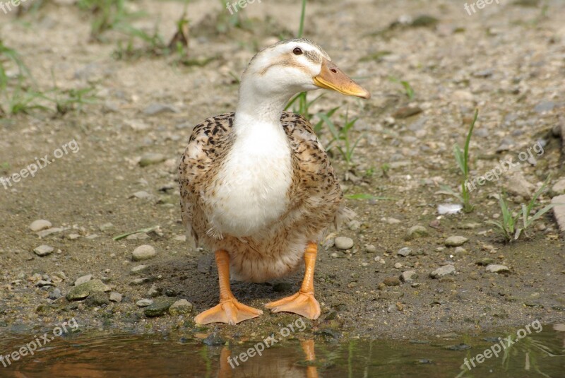 Duck Bulgwangcheon Rivers Free Photos