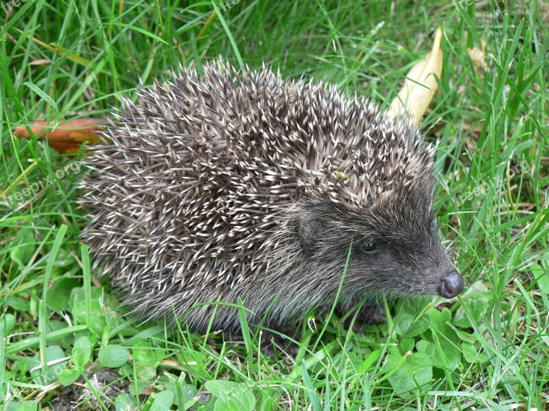 Hedgehog Animanl Animal Grass Needles