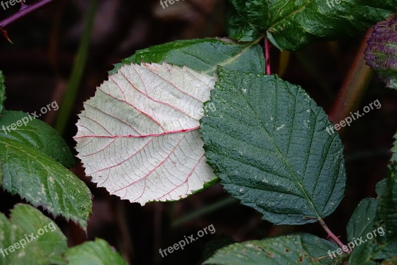 Blackberry Leaves Leaves Blackberries Free Photos