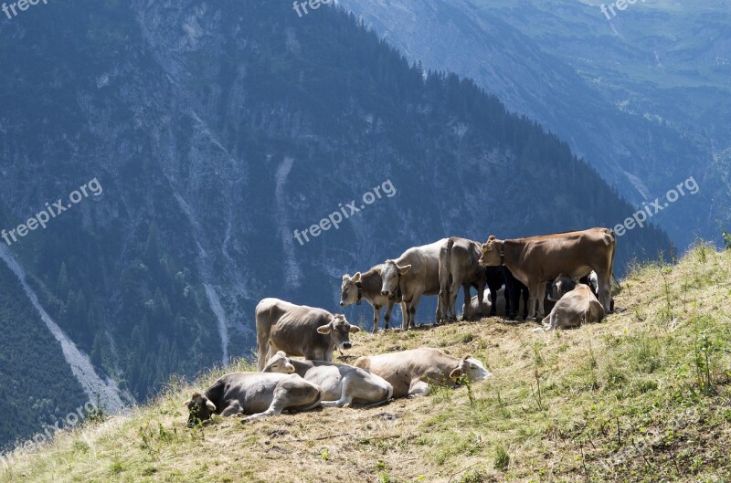 Austria Cows Alpine Meadow Mountains Free Photos