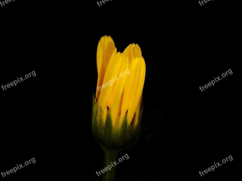 Flower Yellow Closeup Black Plant