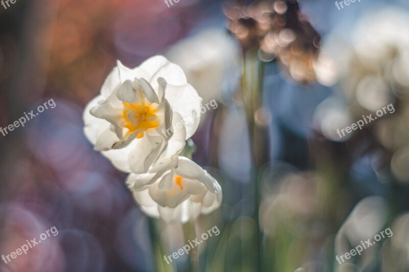 Spring Flower Daffodil Bokeh M42