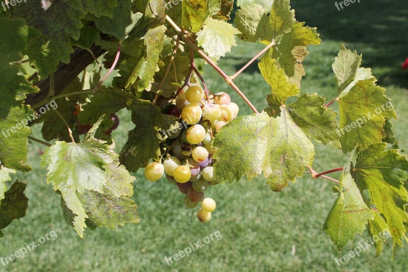 Grapes Etna Sicily Free Photos