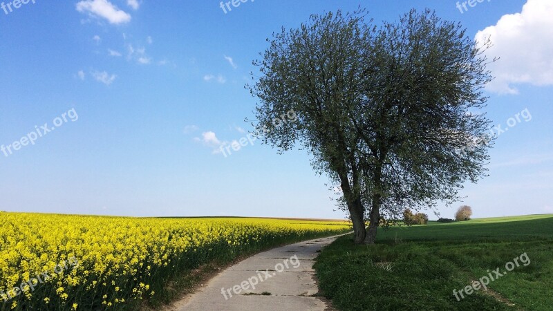 Summer Day Rapeseed Fields Tree Blue Sky Free Photos