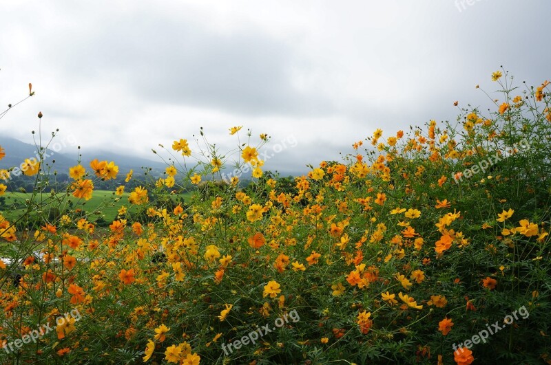 Sea Of Flowers Pai The Universe Yellow Grassland