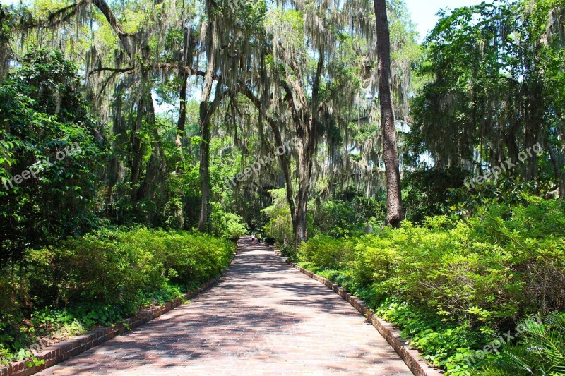 Path Brick Trees Stone Outdoor