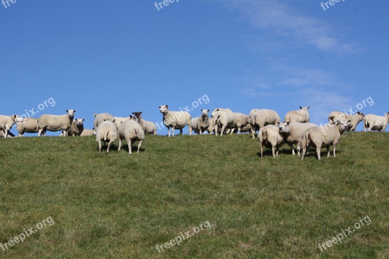 Sheep Flock Dike Free Photos