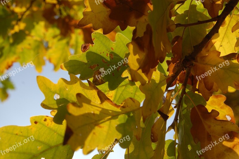 Autumn Oak Leaf Free Photos