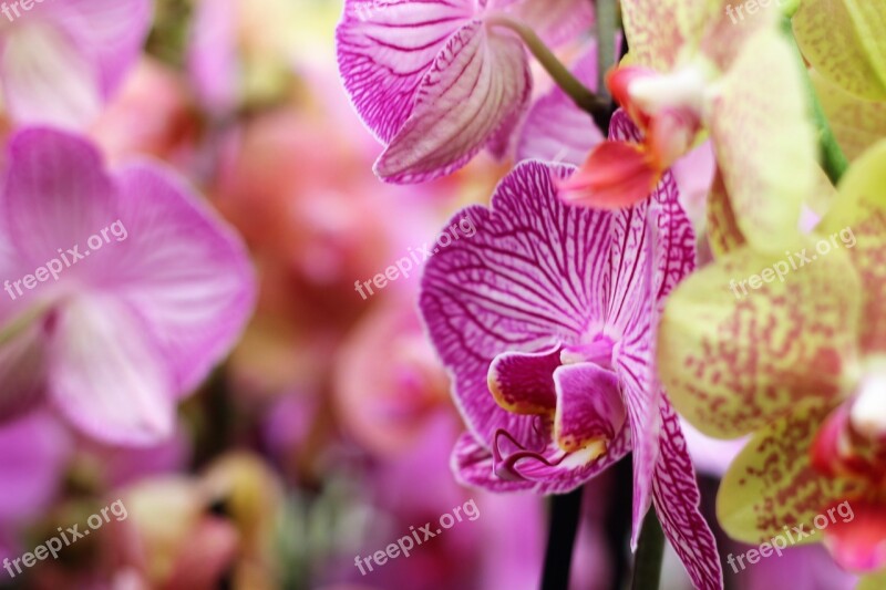 Orchid Flower Isolated Decoration Bud