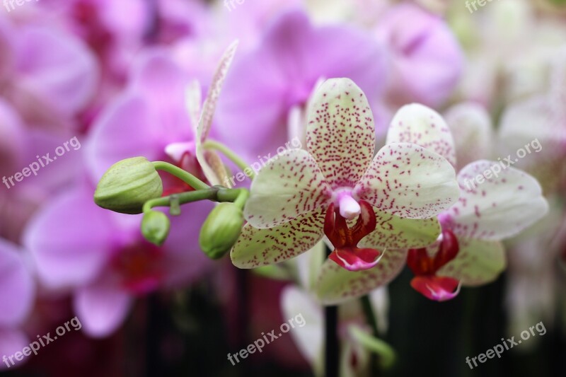 Orchid Flower Isolated Decoration Bud