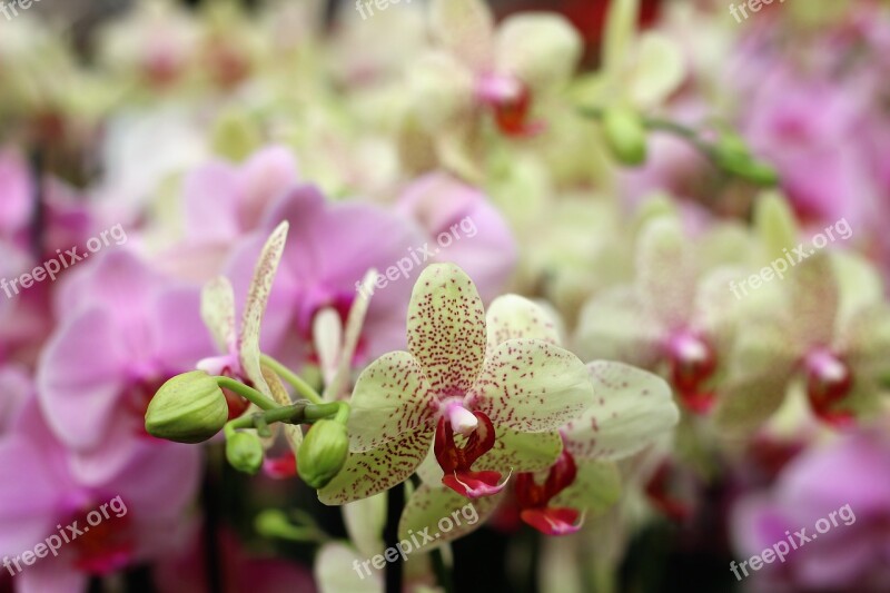 Orchid Flower Isolated Decoration Bud