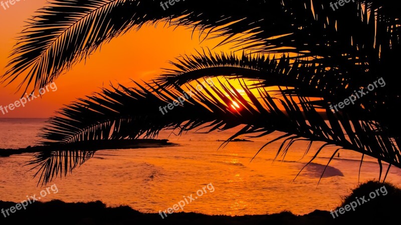 Palm Tree Branch Leaves Dusk Afternoon